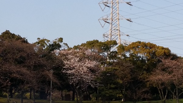 坂井建設お花見、桜が、