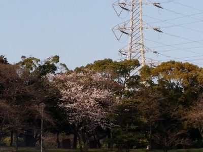 フライングなお花見（笑）